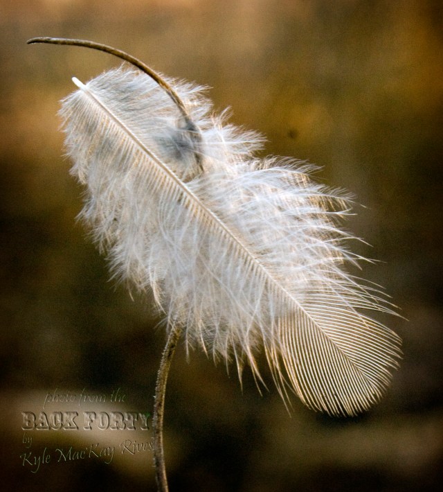 Back_Forty_Winter2012_7010-feather