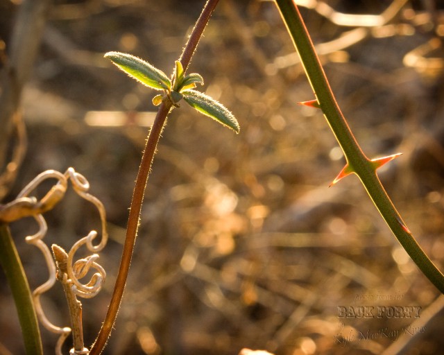 Back_Forty_Winter2012_7013-Greenbrier&Honeysuckle