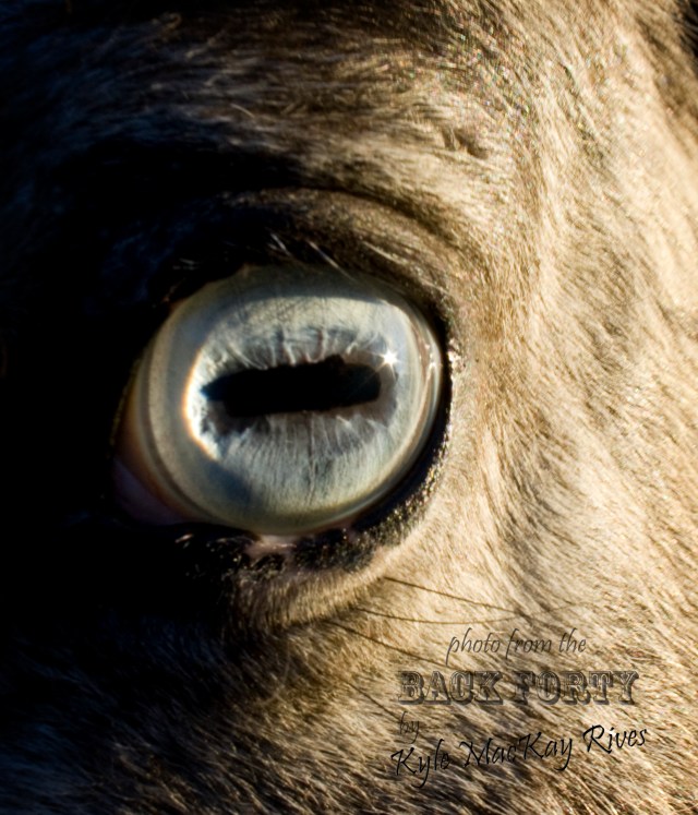 Back_Forty_Winter2012_7085_Blaze'sEye