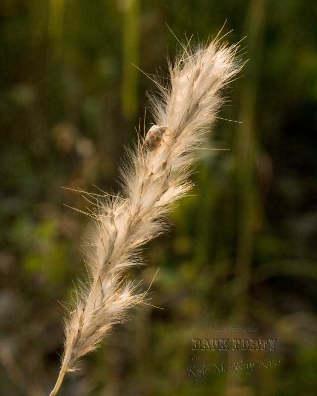 0-Back_Forty_Summer_8493-Grass&WeeBug