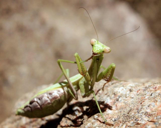Back_Forty_prayingmantis_6290