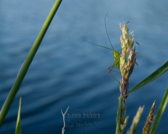 Back_Forty_Summer_Harlan_Iowa_8245-greenBug-A