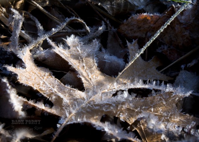Back_Forty_Winter2012_7356_FrostyLeaf