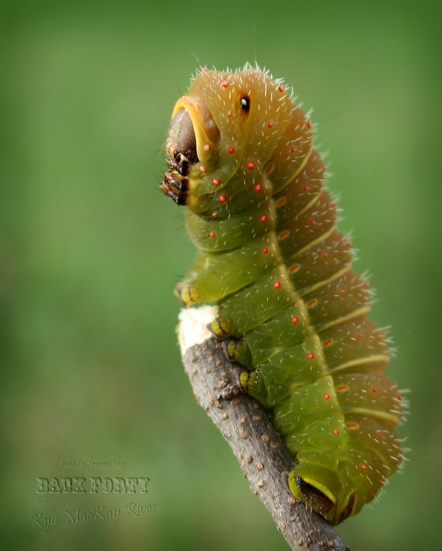 Now_class_caterpillar-02