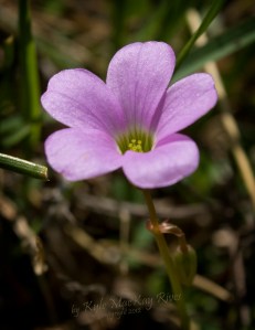 Which Flower? (top) Back_Forty_Spring_2012_0401_0026_PurpleFlower