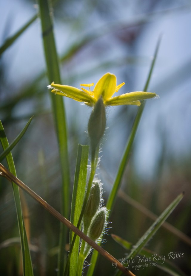 Back_Forty_Spring_2012_0401_0033_YellowFlower