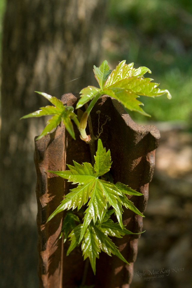 Back_Forty_Spring_2012_0401_0077_VirginiaCreeper