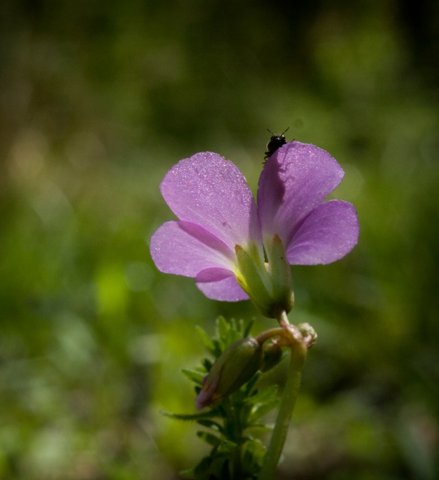Back_Forty_Spring_2012_0401_0119_PurpleFLower&Beetle