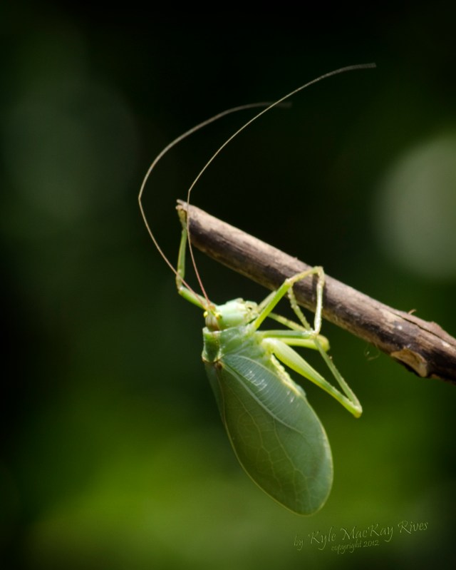 Back_Forty_Spring_2012_0921_Katydid