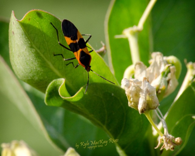 Back_Forty_Spring_2012_Nikon__0032_Black&OrangeInsect