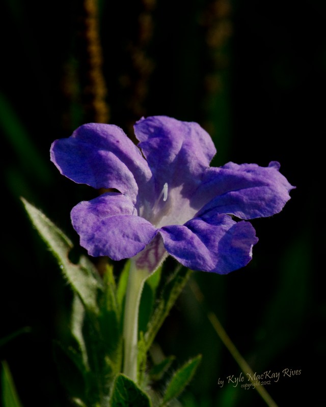 γγ―γγγγοΌGood Morning, World! Back_Forty_Summer_2012_0078_purple_flower