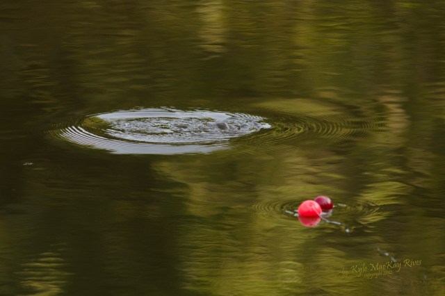 Back_Forty_Summer_2012_0099_strike