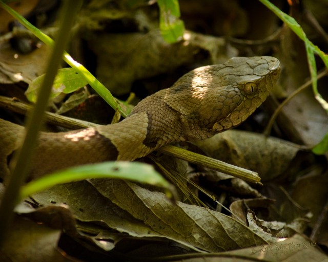 Back_Forty_Spring_2012_0901_Copperhead_snake