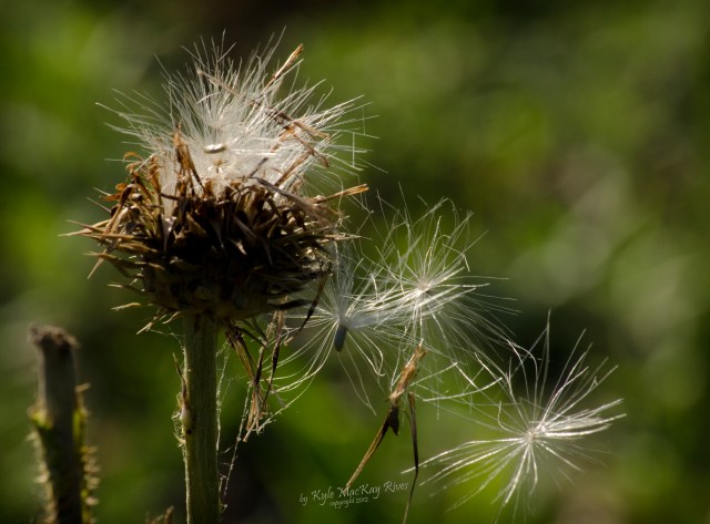Back_Forty_Summer_2012_0076_thistle