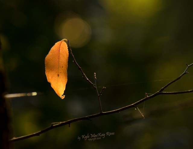 Back_Forty_Summer_2012_0396_Leaf