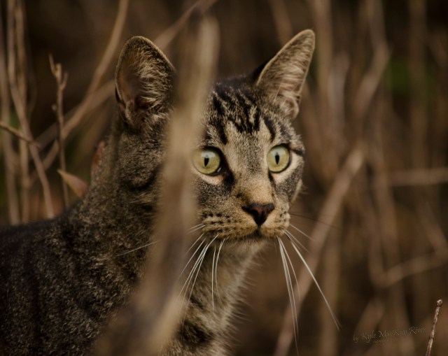 Back_Forty_Summer_2012_0457_Tiger