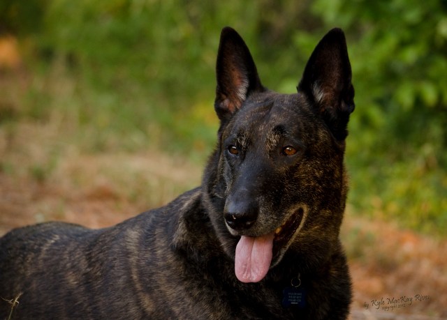 Loyal Companion Back_Forty_Summer_2012_July_21_0764_Buttercup