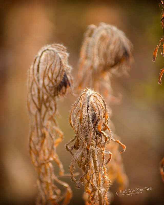 Back_Forty_Summer_2012_August_16_1135_Drooping_in_Defeat