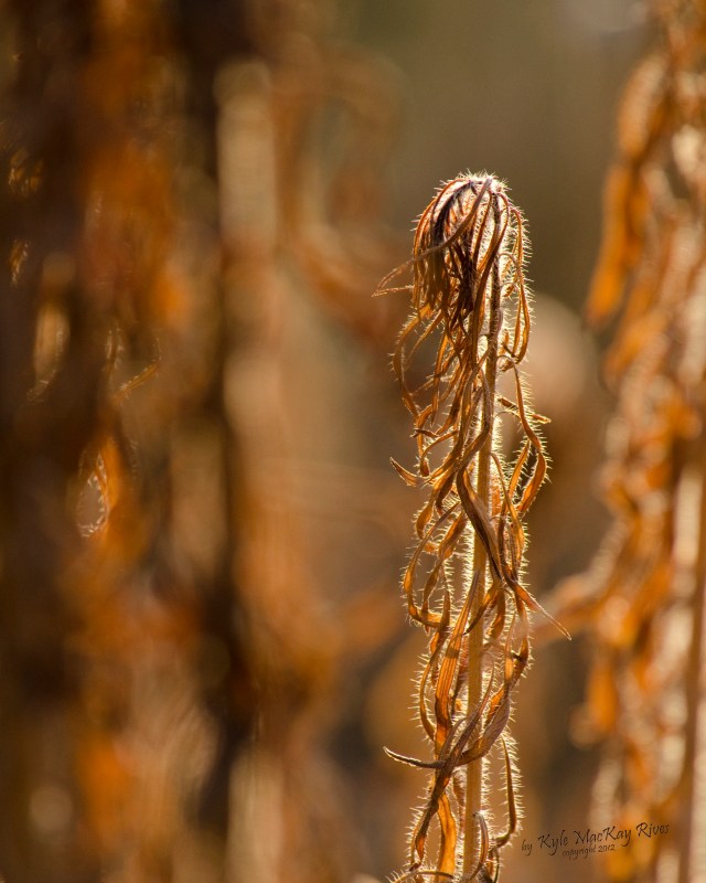 Back_Forty_Summer_2012_August_16_1152_Drought_at_Sunrise