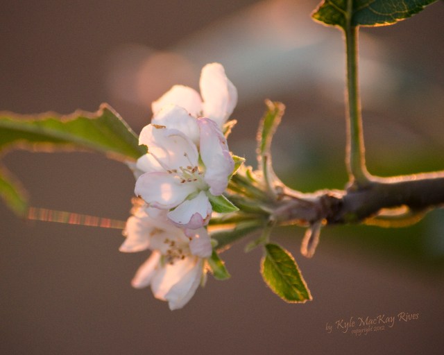 Apple Blossoms in August?! Back_Forty_Summer_2012_August_23_1079_apple_blossom