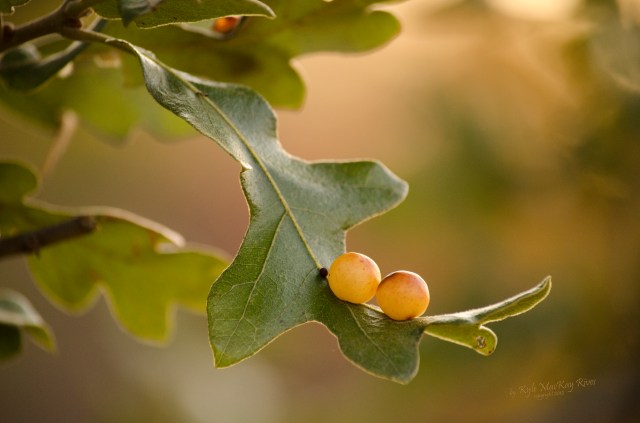 Back_Forty_Summer_2012_August_23_1113_Oak_gall