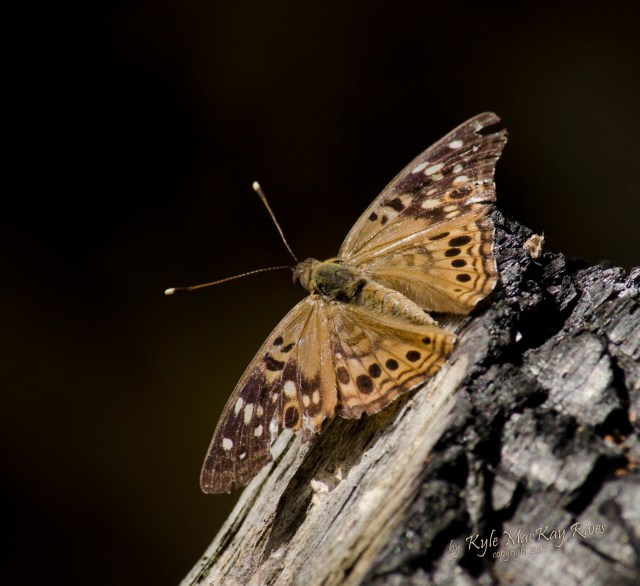 Back_Forty_Summer_2012_August_5_0989_Butterfly