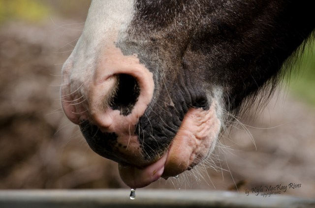 Back_Forty_Summer_2012_August_5_1052_Crazy_Horse