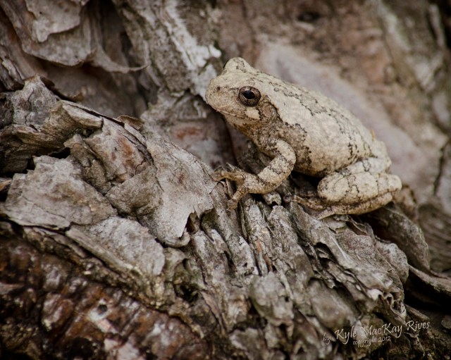 Back_Forty_Summer_2012_August_5_1055_tree_frog