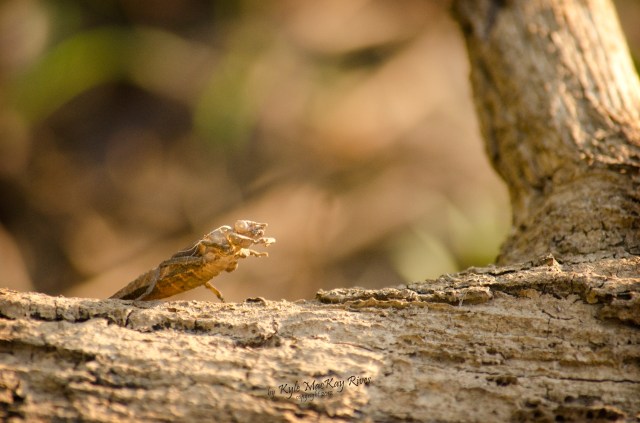Back_Forty_Summer_2012_July_21_0803_nymph_shell