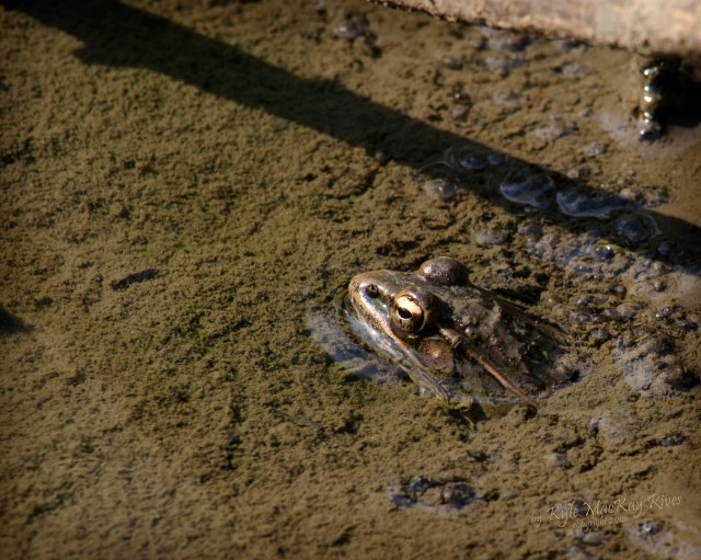 Back_Forty_Fall_2012_September_23_0256_frog