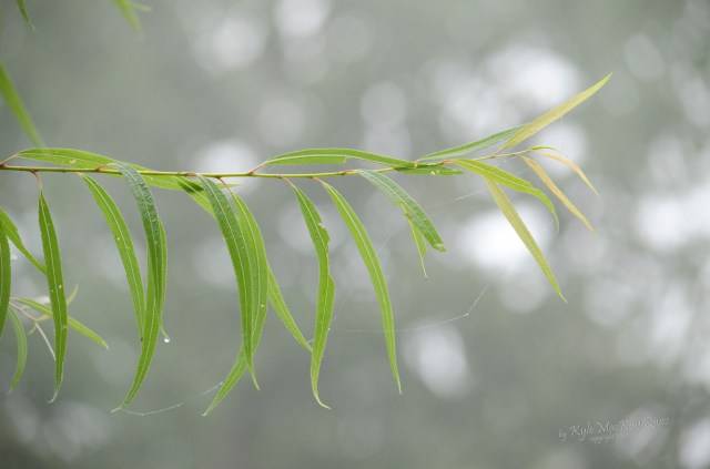 Back_Forty_Summer_2012_Sept_18_1326_Mist