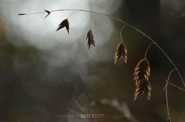 Back_Forty_Fall_2012_Oct_21_0030_Grass_seeds