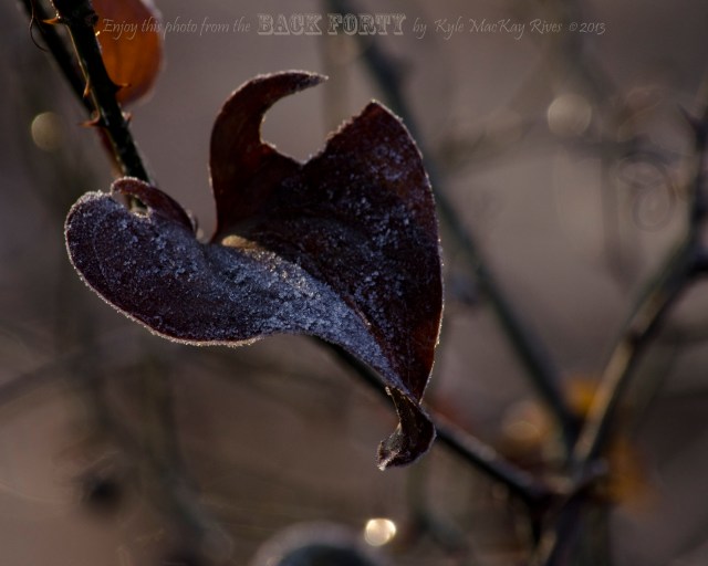 Brown and Gray and Frosted