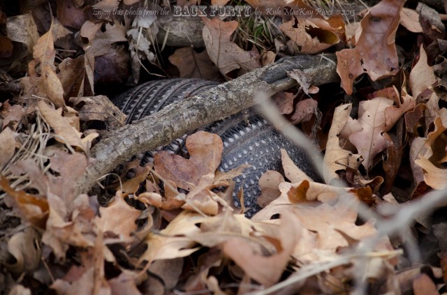 What Am I? Or Can You See Me?