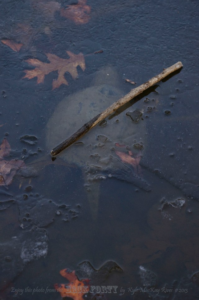 Another guy to identify; what am I?