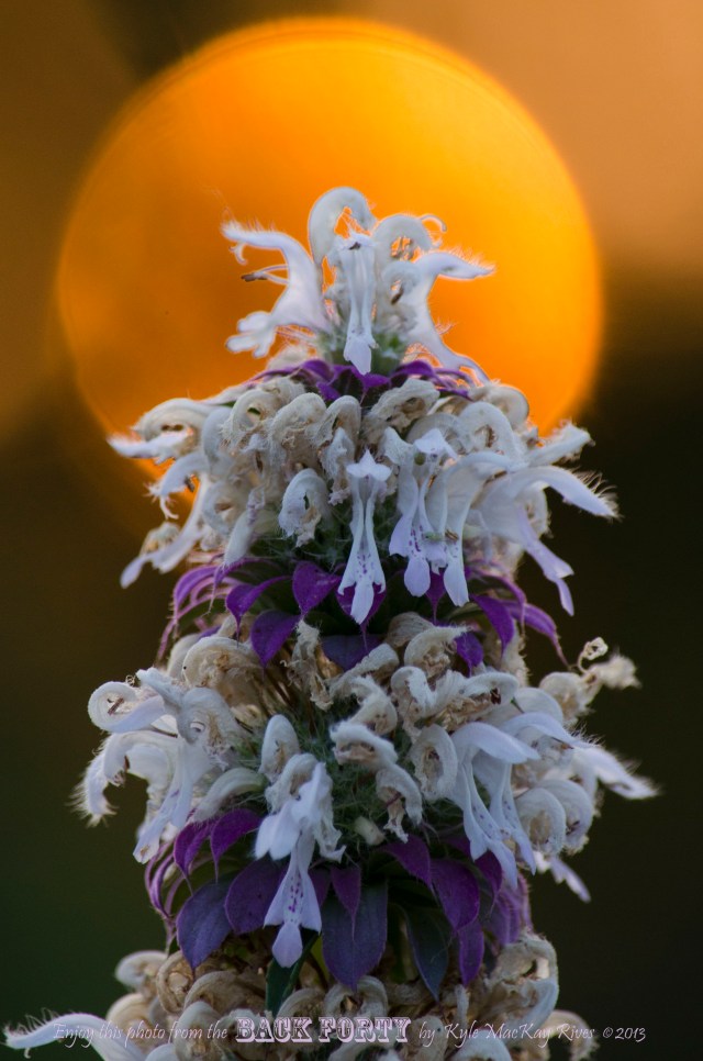 Meet the Horsemint