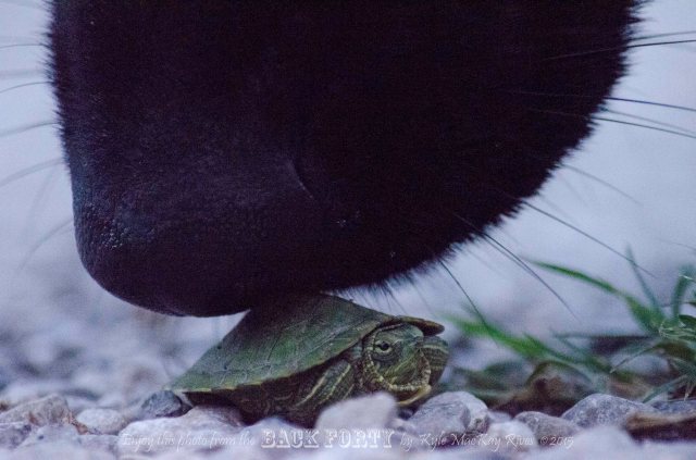 Ricochet, making the model feel safe!